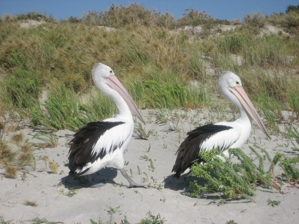 Beach Photography - 2 Pelicans