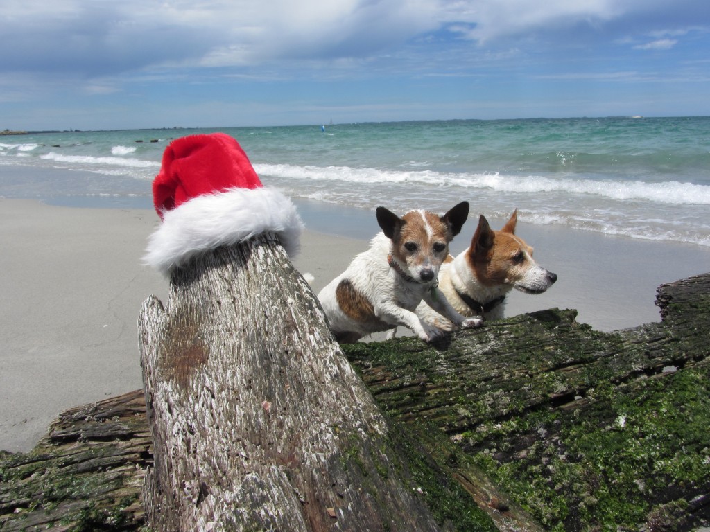 Christmas doga at the beach